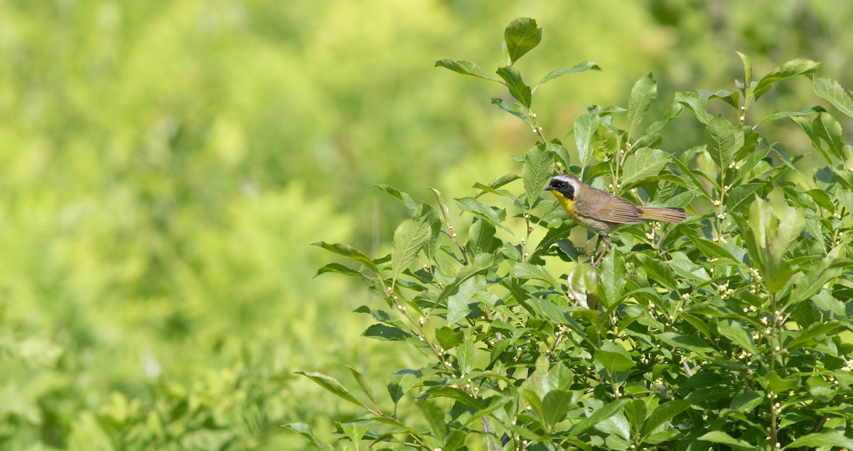 Common Yellowthroat - ML621344959