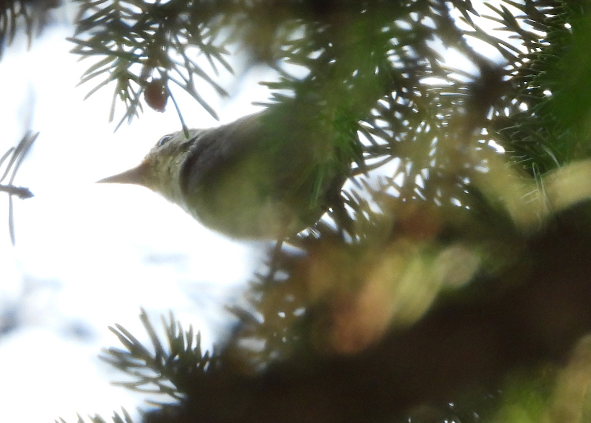 Ruby-crowned Kinglet - Helen Butts