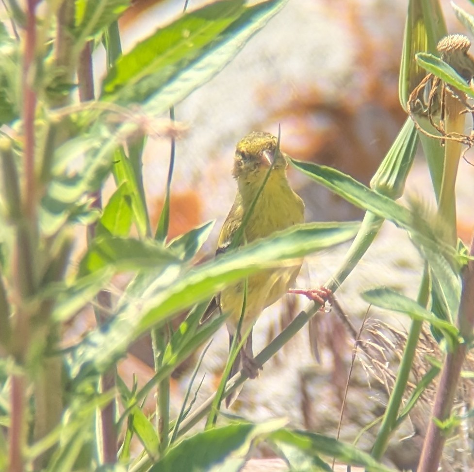 American Goldfinch - ML621345098