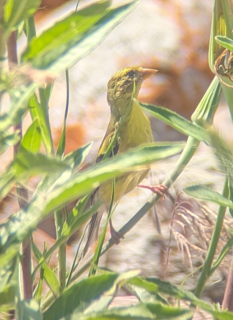 American Goldfinch - ML621345099