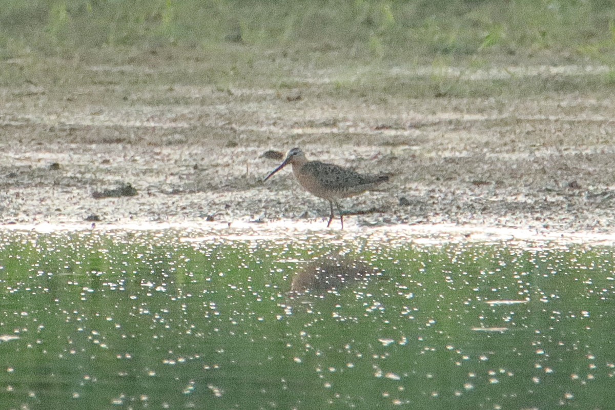 Short-billed Dowitcher - ML621345154