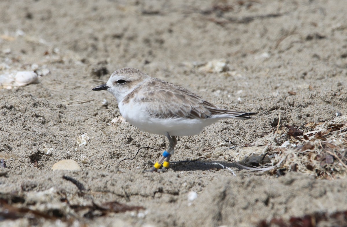 Snowy Plover - Jasper Barnes