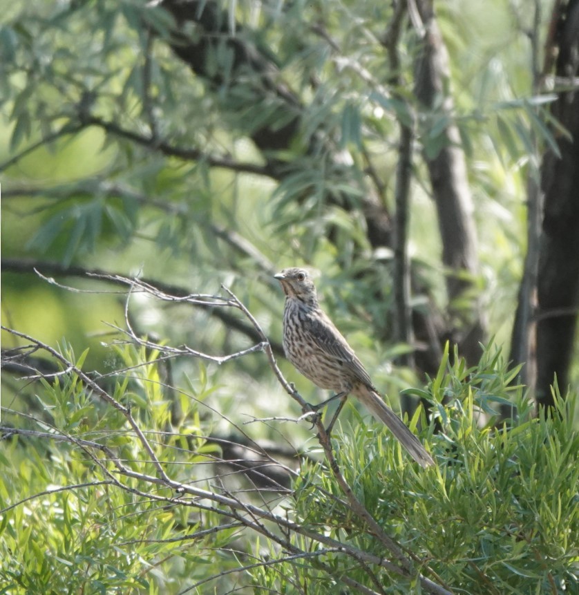 salviespottefugl - ML621345334