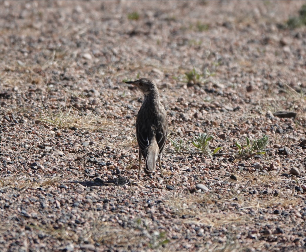 salviespottefugl - ML621345336