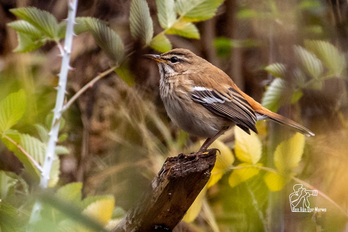 Red-backed Scrub-Robin - ML621345580