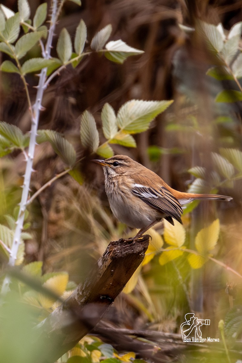 Red-backed Scrub-Robin - ML621345581