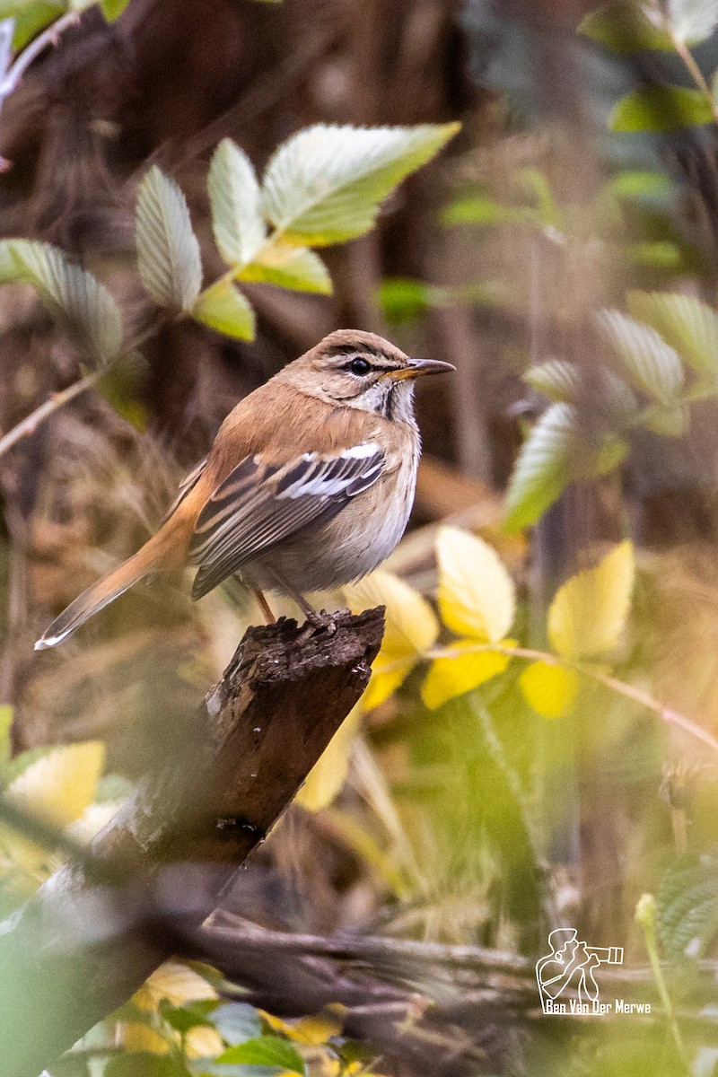 Red-backed Scrub-Robin - ML621345582