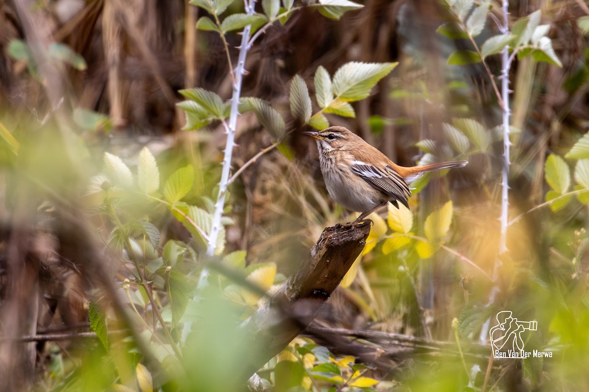 Red-backed Scrub-Robin - ML621345586