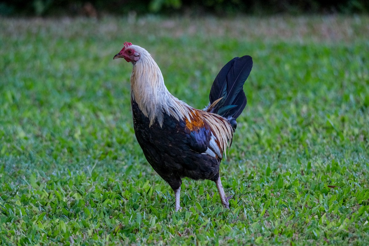 תרנגול בר (מבוית) - ML621345700