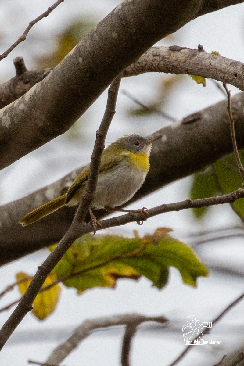 Apalis à gorge jaune - ML621345702