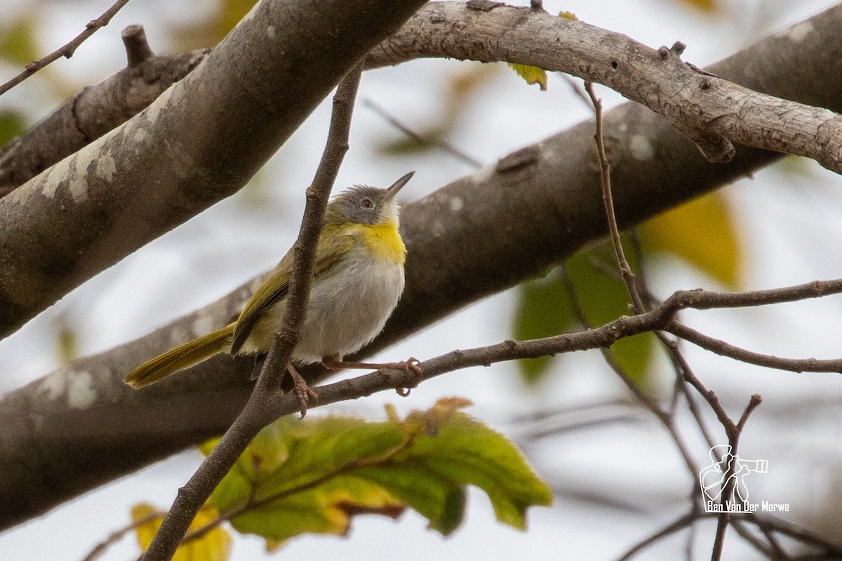 Apalis à gorge jaune - ML621345703