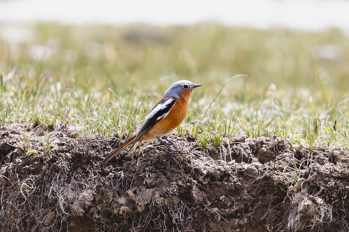 Ala Shan Redstart - ML621345814