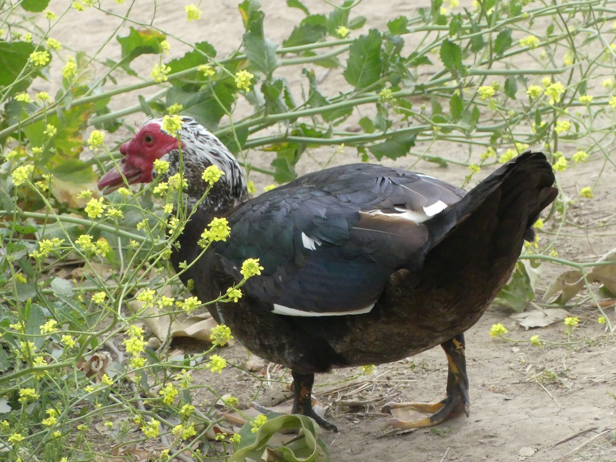 Muscovy Duck (Domestic type) - ML621345907