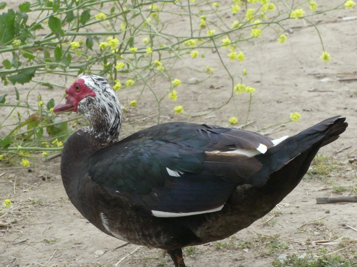 Muscovy Duck (Domestic type) - ML621345910