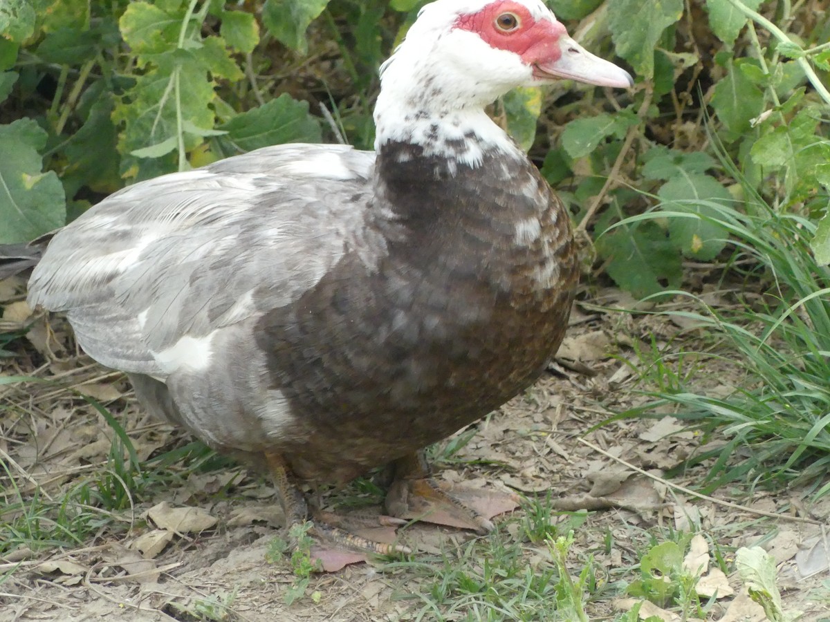 Muscovy Duck (Domestic type) - ML621345911