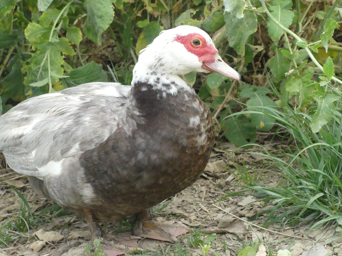 Muscovy Duck (Domestic type) - ML621345913