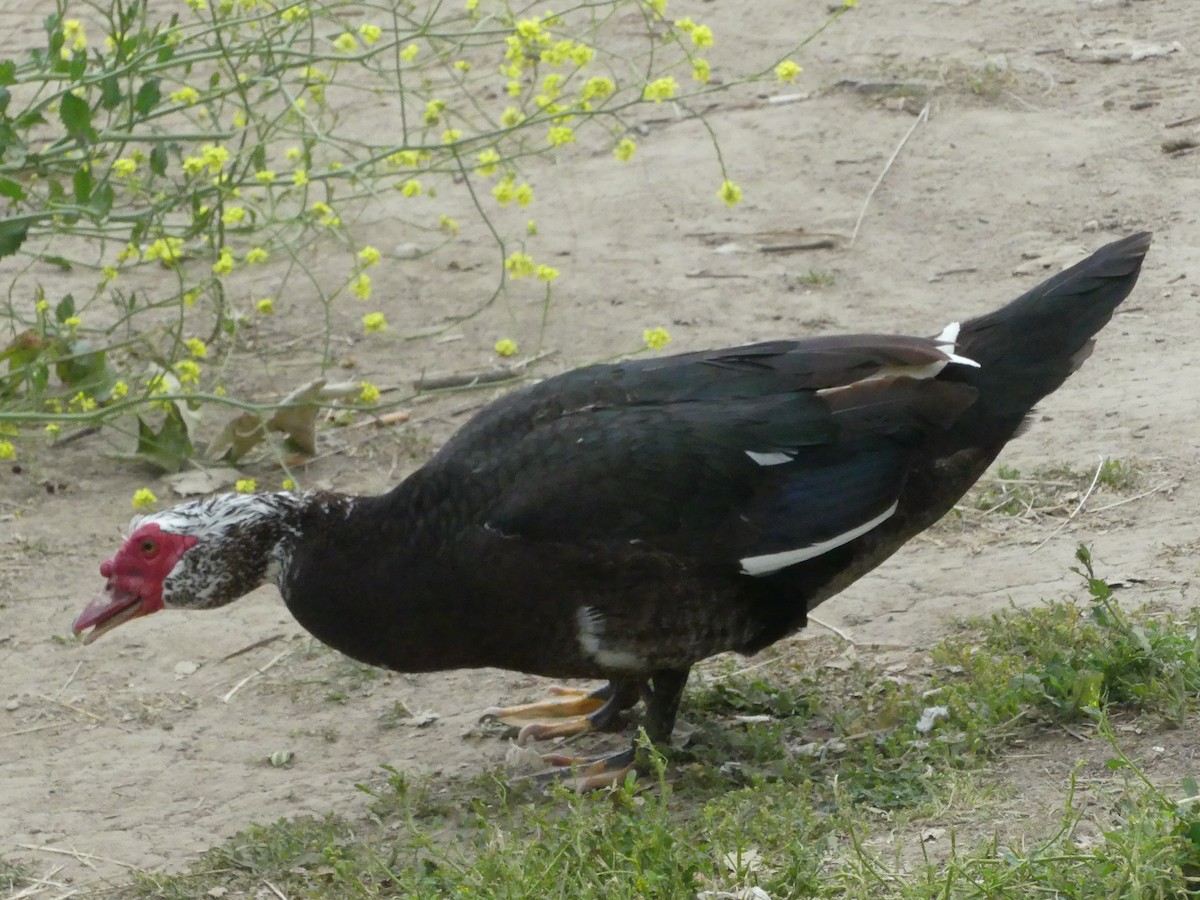 Muscovy Duck (Domestic type) - ML621345914