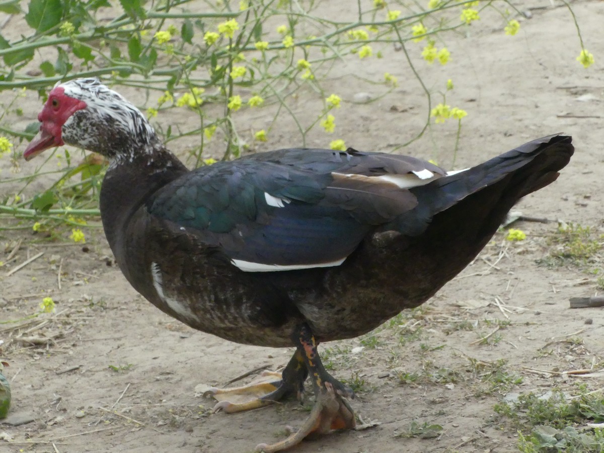 Muscovy Duck (Domestic type) - ML621345915