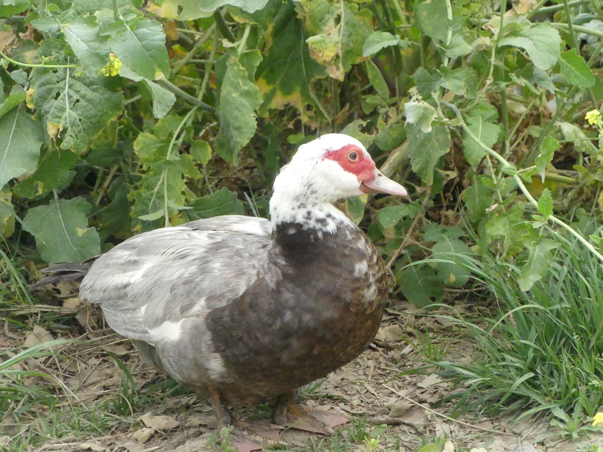 Muscovy Duck (Domestic type) - ML621345918