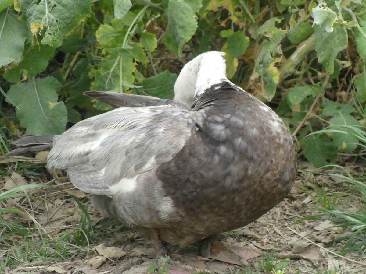 Muscovy Duck (Domestic type) - ML621345919