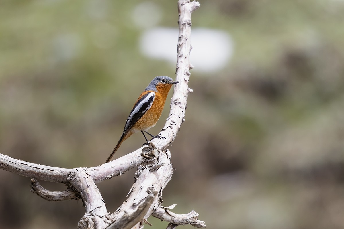 Ala Shan Redstart - ML621345947