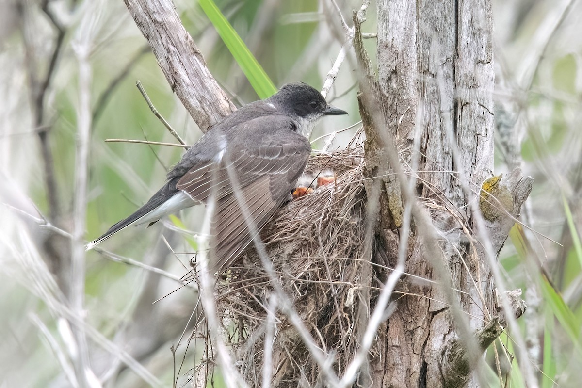 Eastern Kingbird - Sue Barth
