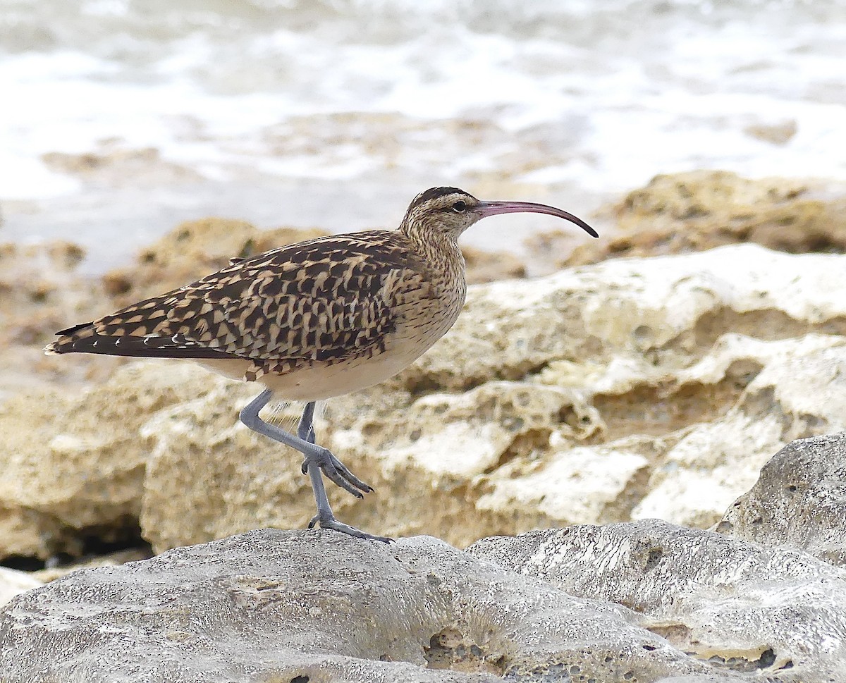 Bristle-thighed Curlew - ML621346115