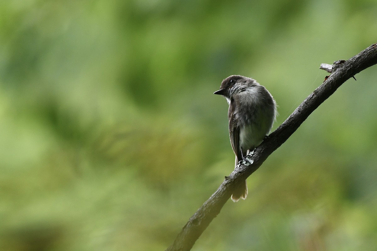 Eastern Phoebe - ML621346198