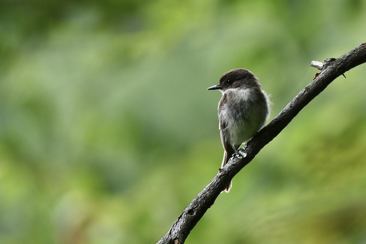 Eastern Phoebe - ML621346199