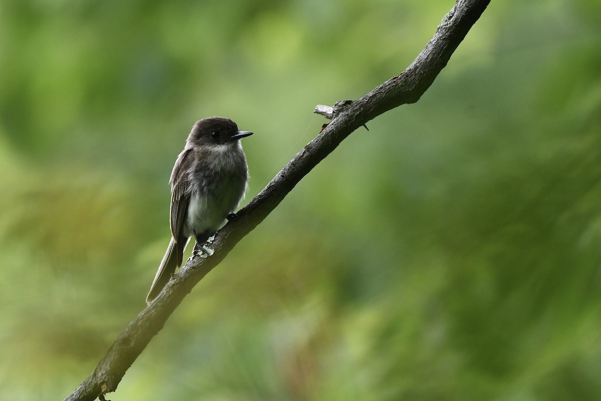 Eastern Phoebe - ML621346200