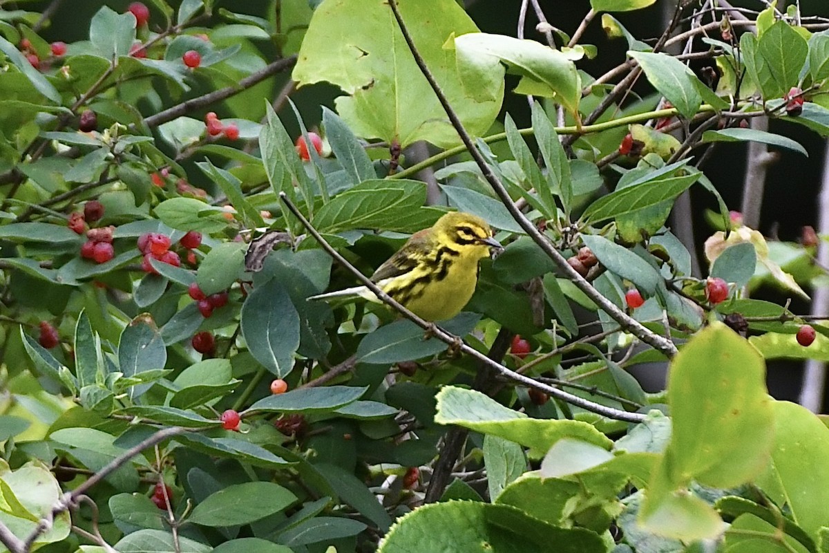 Prairie Warbler - ML621346208