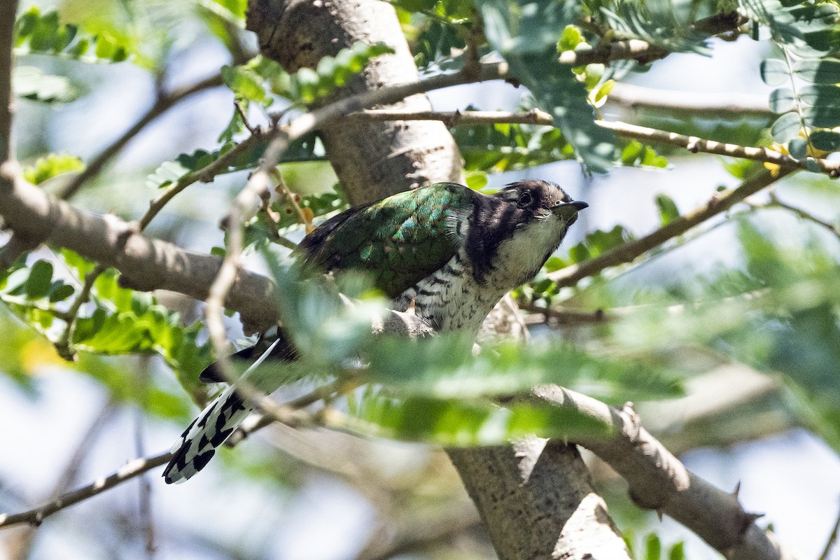 Klaas's Cuckoo - ML621346265