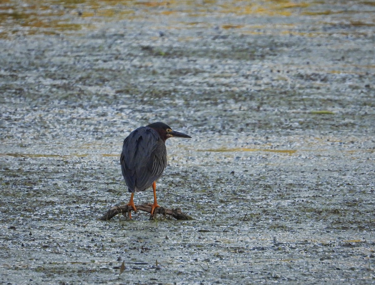 Green Heron - ML621346350