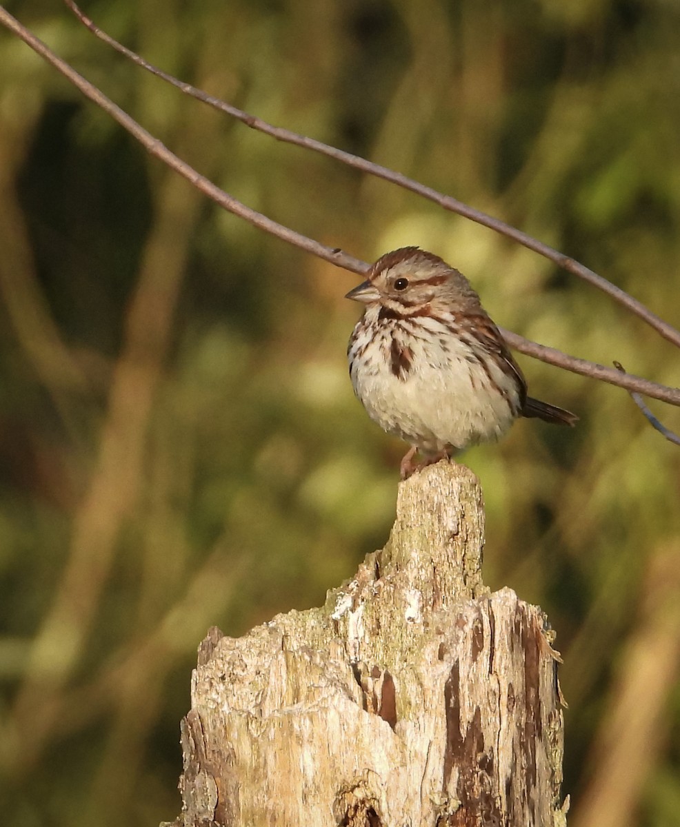 Song Sparrow (melodia/atlantica) - ML621346370