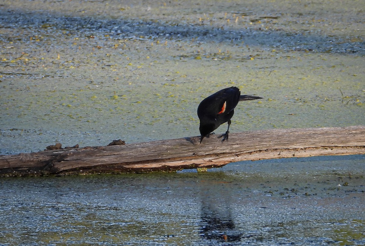 Red-winged Blackbird (Red-winged) - ML621346373