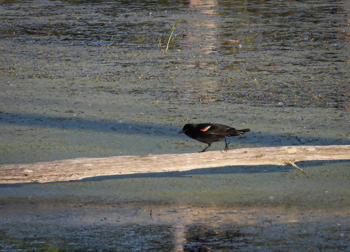 Red-winged Blackbird (Red-winged) - ML621346374