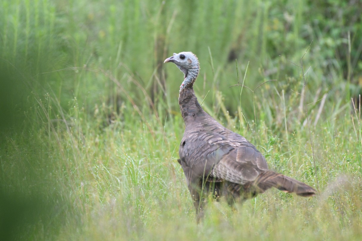 Wild Turkey - ML621346388