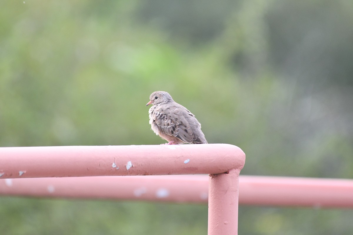 Common Ground Dove - ML621346395