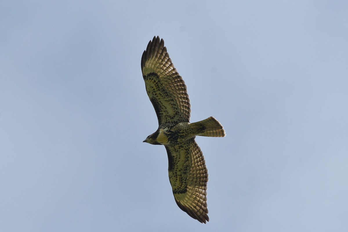 Red-tailed Hawk - ML621346412