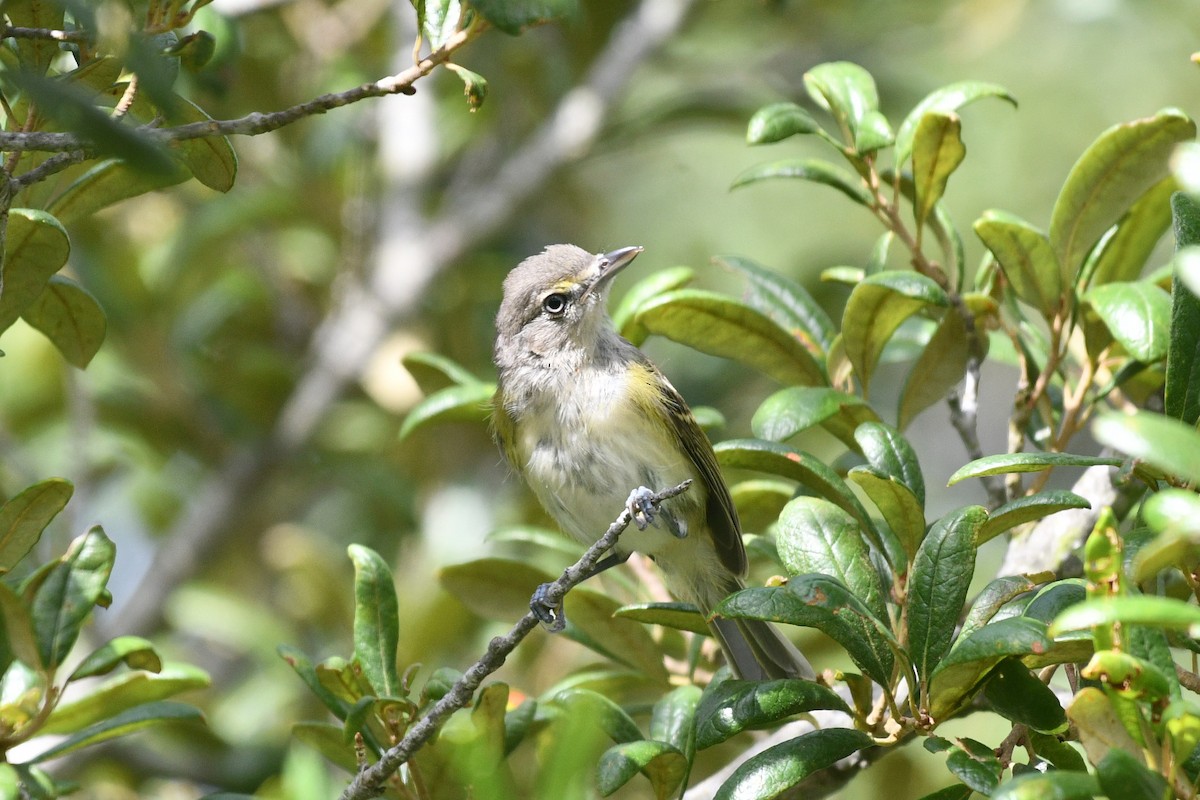 White-eyed Vireo (White-eyed) - ML621346416