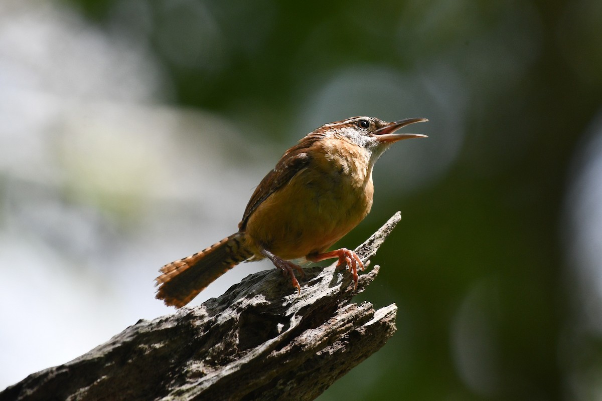 Carolina Wren (Northern) - ML621346433