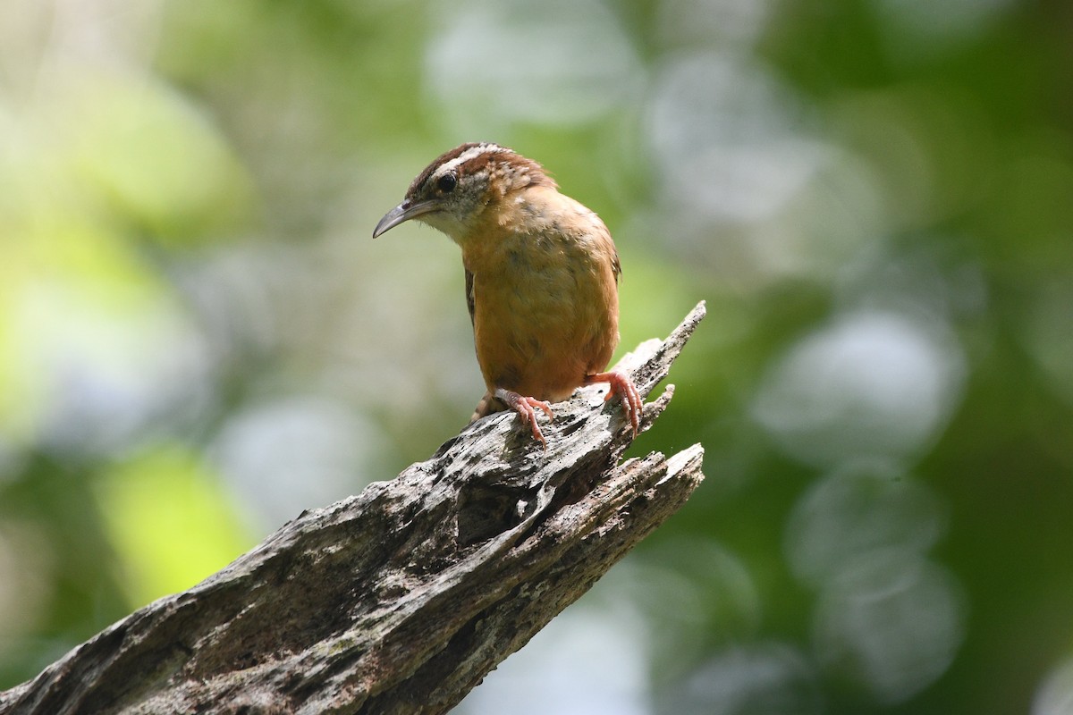 Carolina Wren (Northern) - Julian Campuzano Garrido