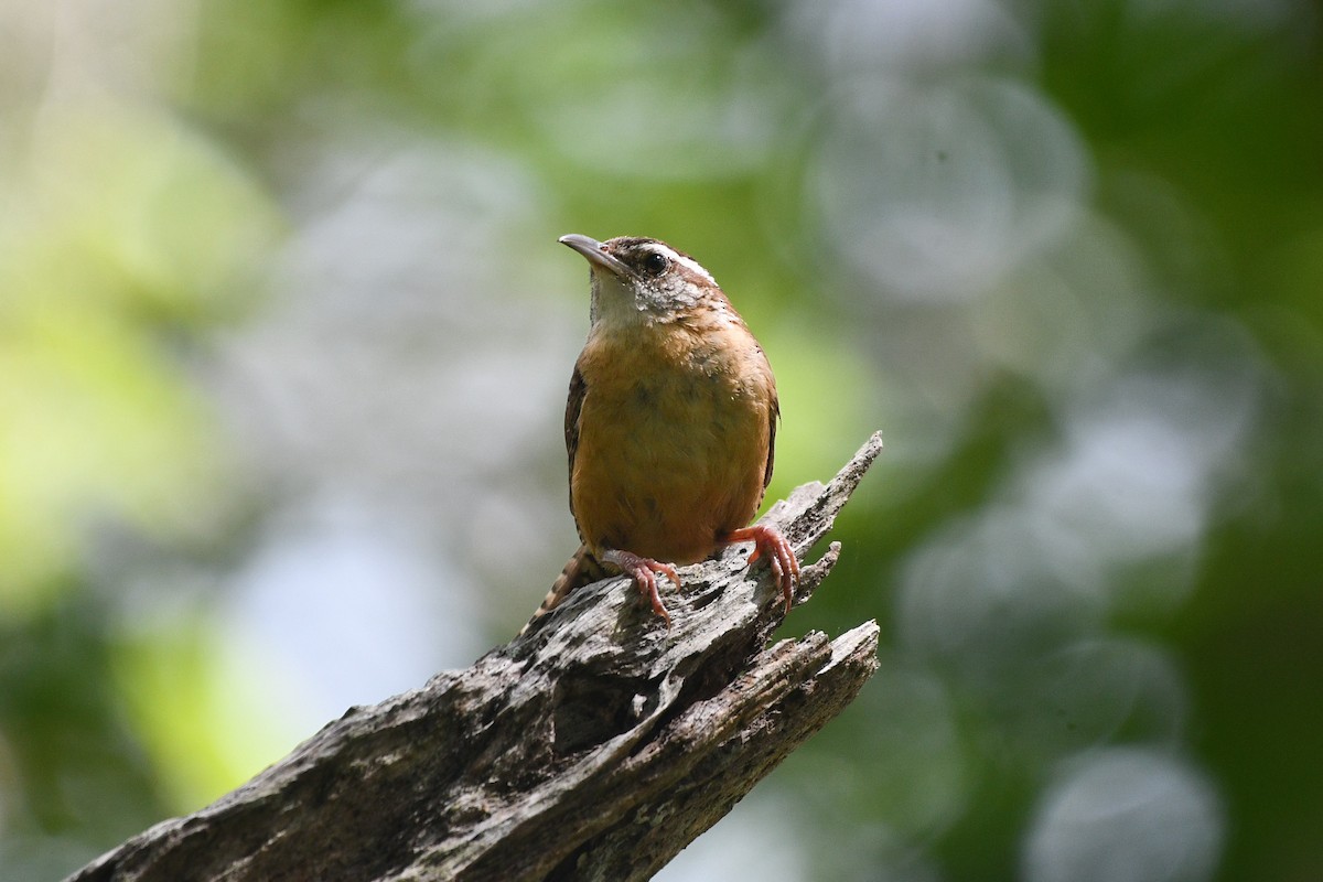 Carolina Wren (Northern) - ML621346435