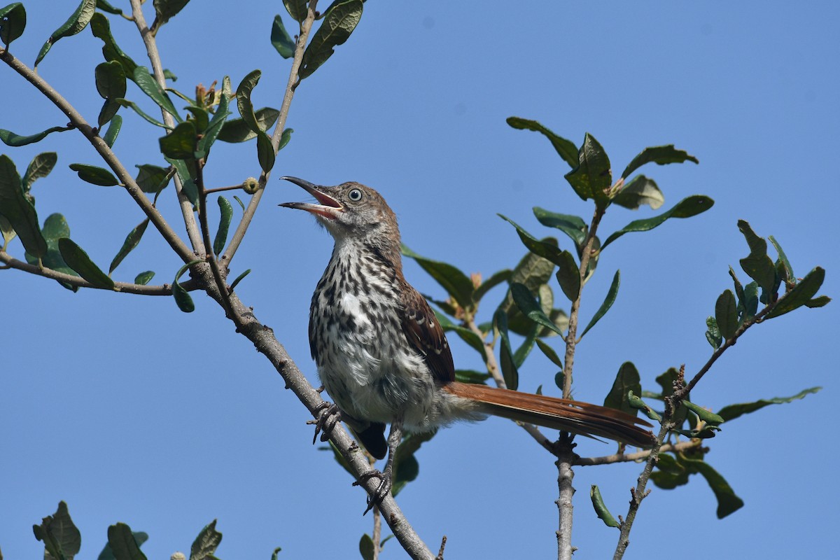 Brown Thrasher - ML621346442