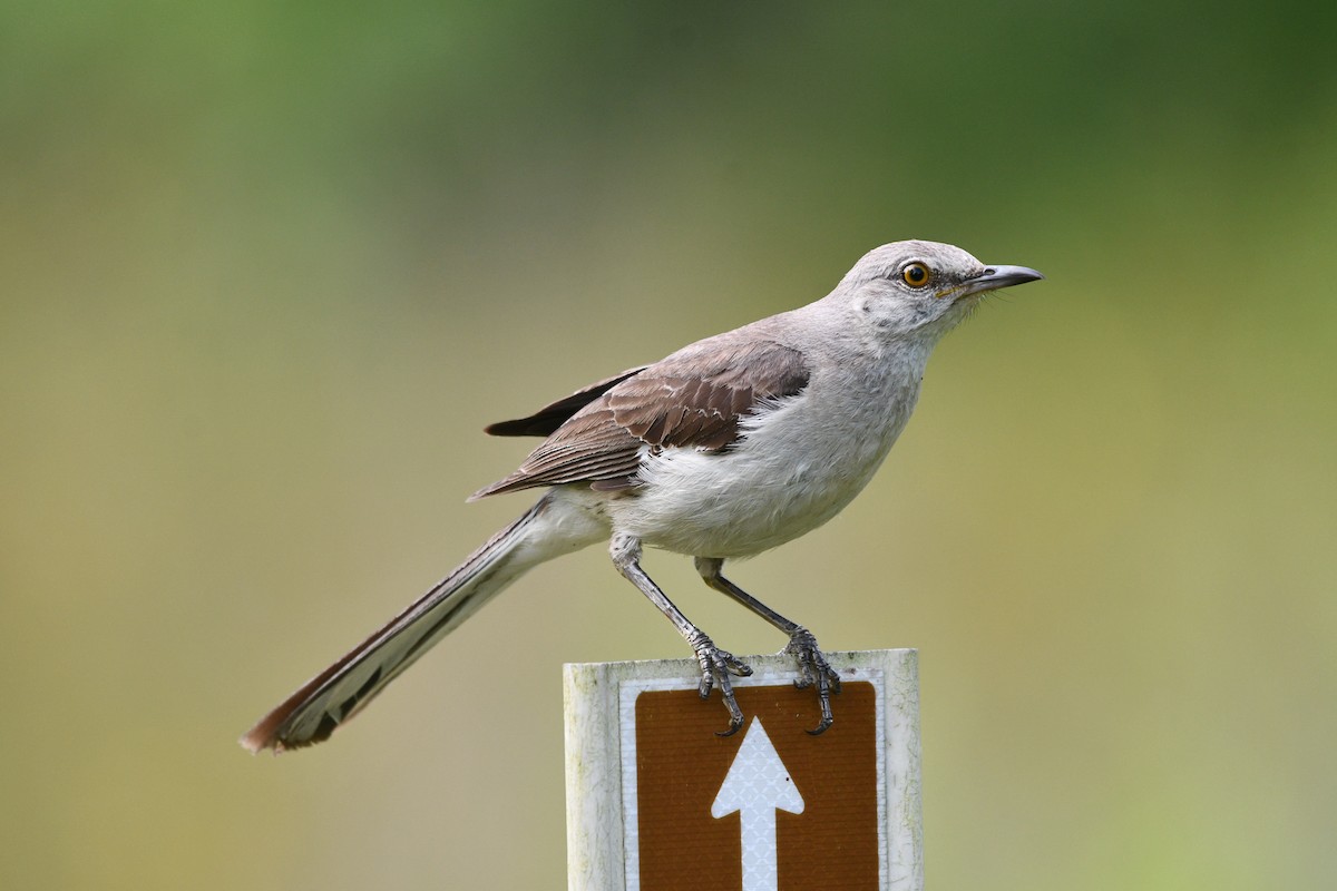 Northern Mockingbird - ML621346445