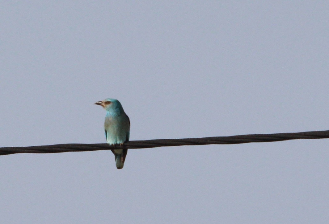 European Roller - ML621346518