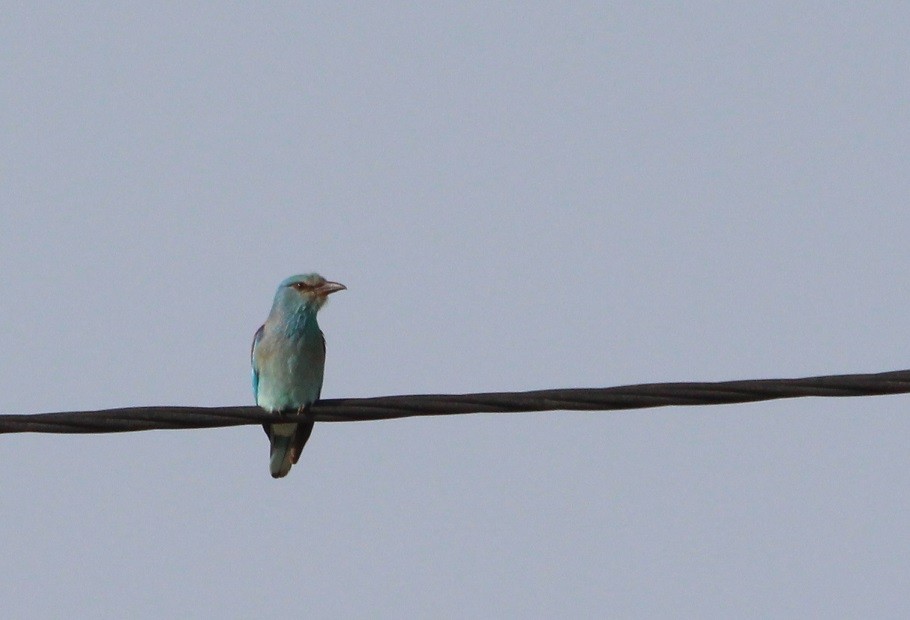 European Roller - ML621346519