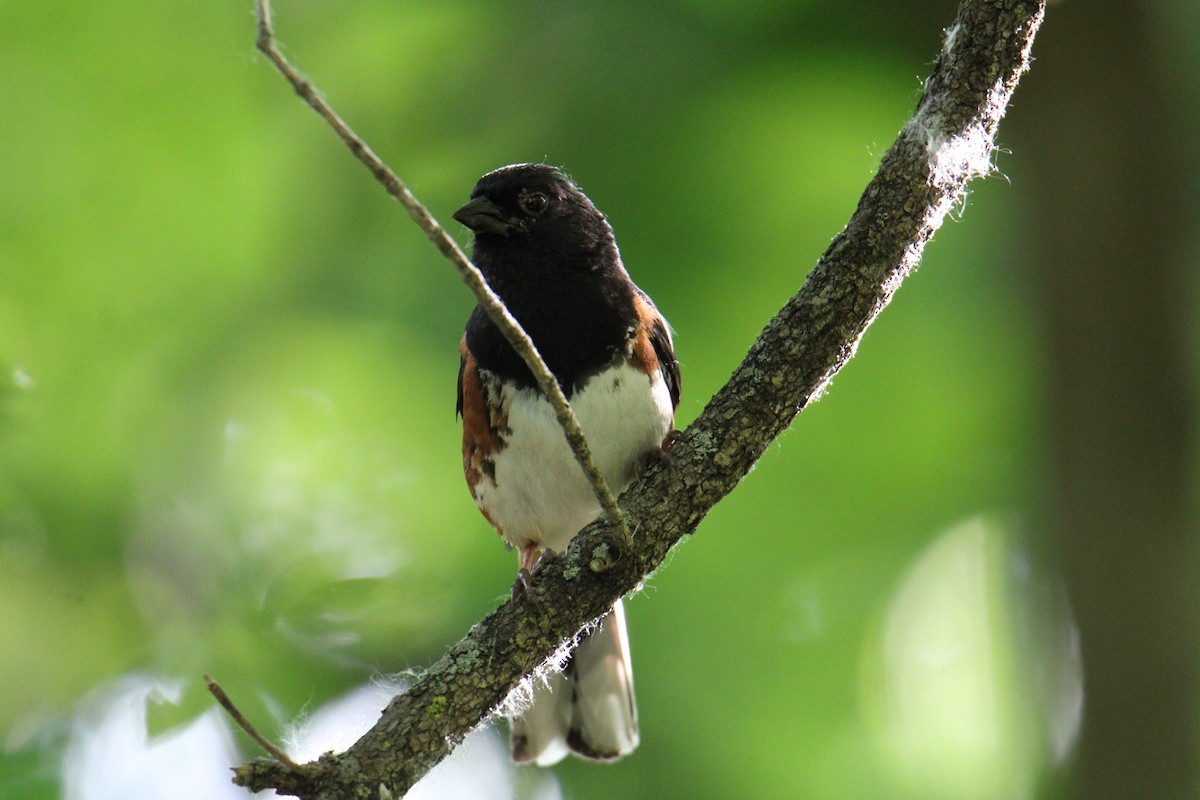 Eastern Towhee - ML621346632