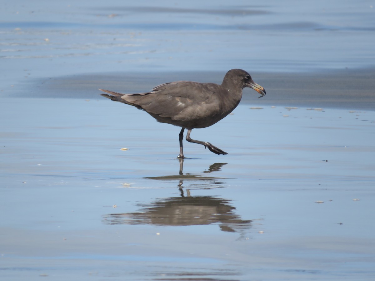 Heermann's Gull - ML621346751