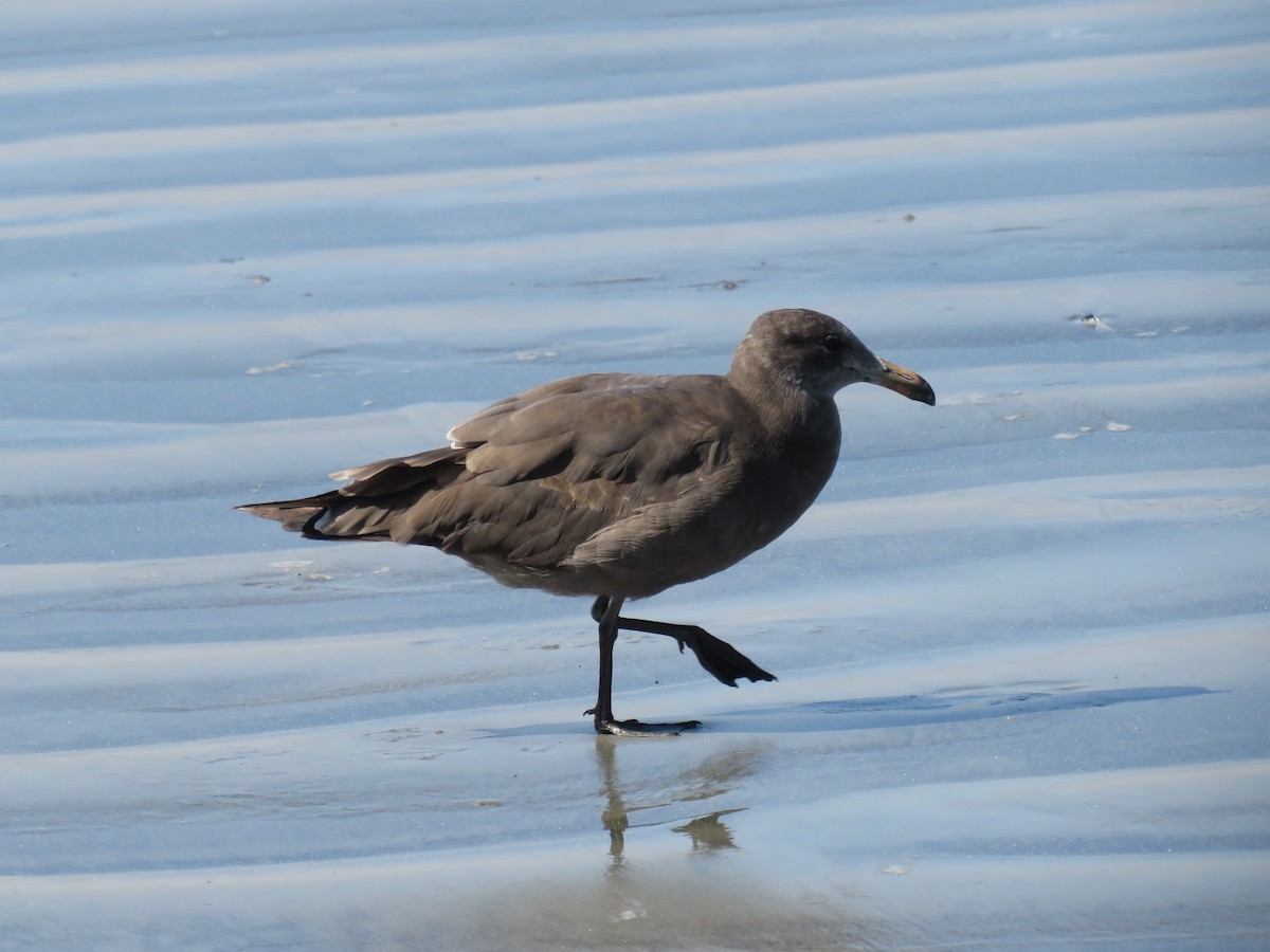 Heermann's Gull - ML621346752